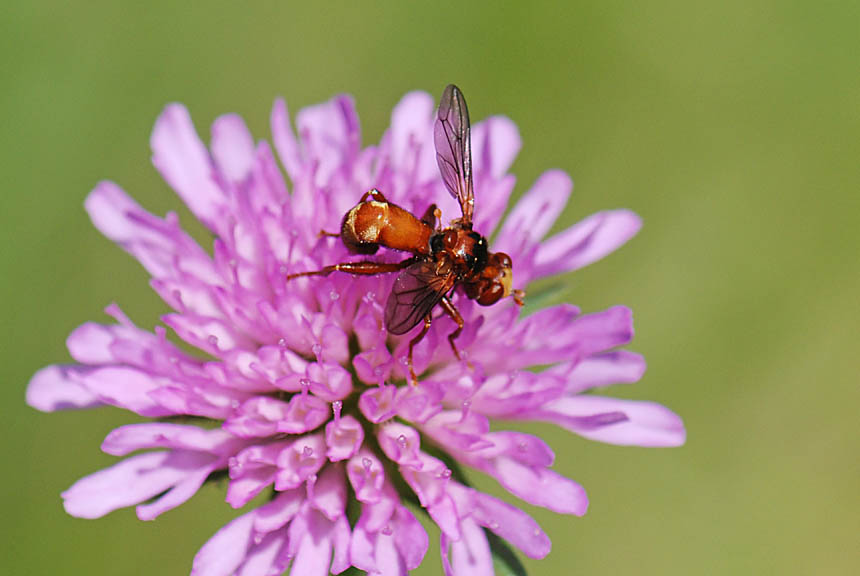 Sicus sp M (Conopidae)